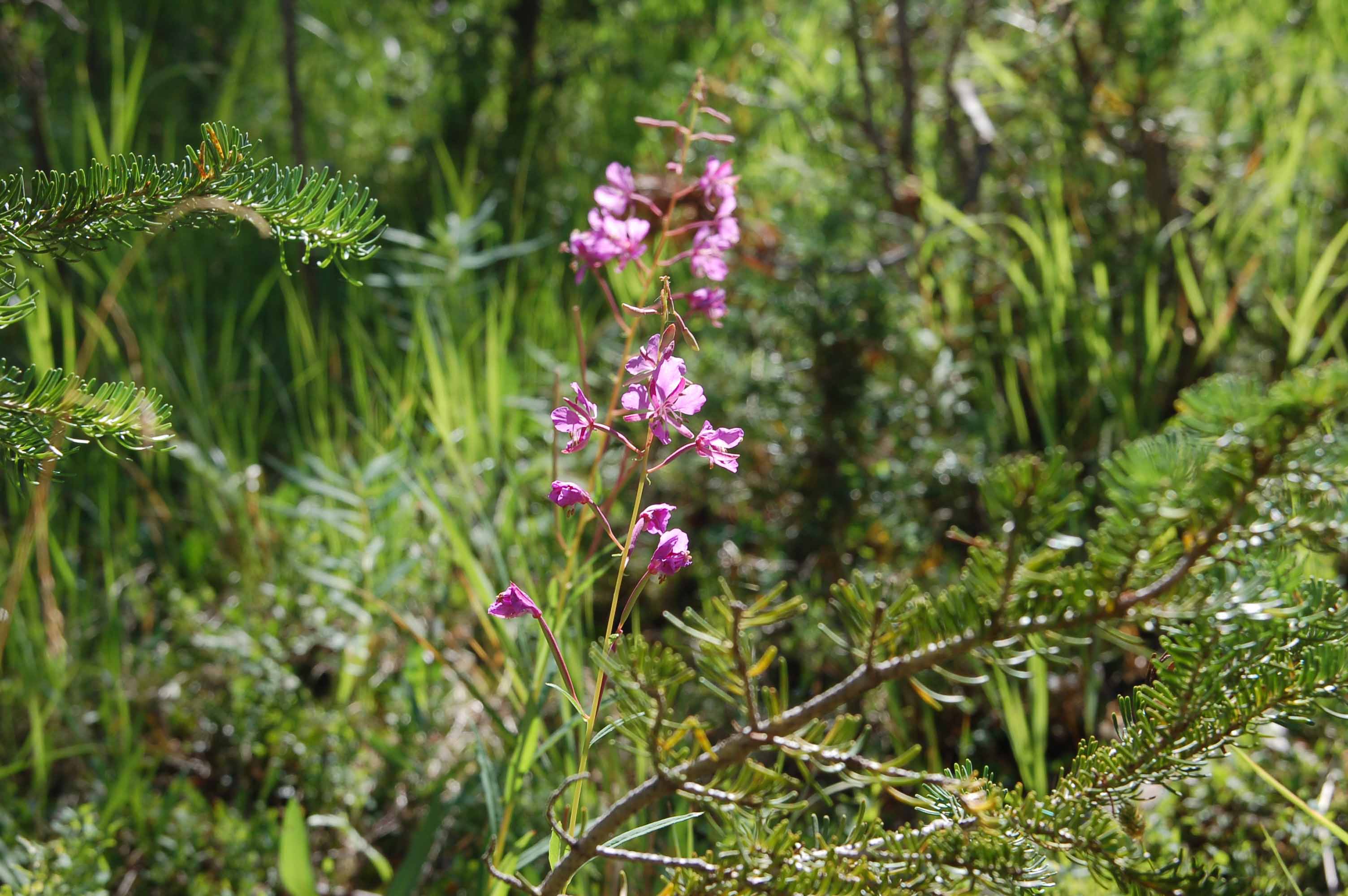 A close up of a flower

Description automatically generated